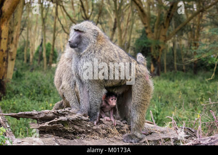 Piccolo neonato babbuino Oliva, papio anubis picchi, fuori da sotto la sua madre, Nakuru National Park, Kenya, Africa orientale Foto Stock