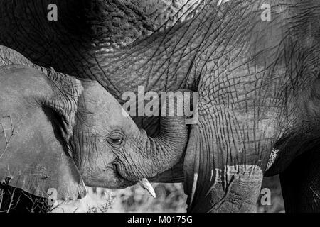 Immagine in bianco e nero di un bambino Elefante africano Loxodonta africana, mostrando affetto a sua madre, Bufalo Springs Game Reserve, Kenya, Africa Foto Stock