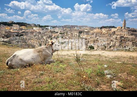 Mucca cercando su Matera, Italia. Quartieri sassi di roccia e grotta case. Foto Stock