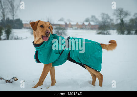 Fox Red Labrador Foto Stock