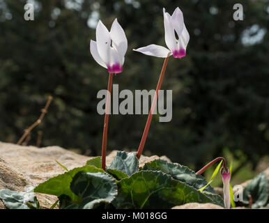 Cyclamen persicum persiano di ciclamino fiori che crescono nella Tomba dei Re sito archeologico, Kato Paphos, Paphos, Cipro. Foto Stock