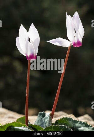 Cyclamen persicum persiano di ciclamino fiori che crescono nella Tomba dei Re sito archeologico, Kato Paphos, Paphos, Cipro. Foto Stock