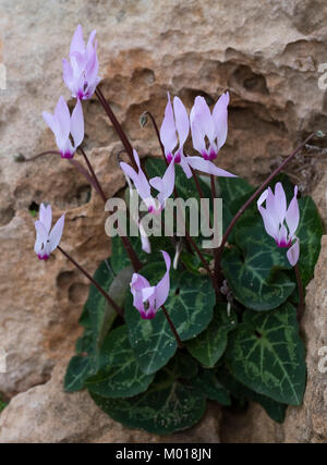 Cyclamen persicum persiano di ciclamino fiori che crescono nella Tomba dei Re sito archeologico, Kato Paphos, Paphos, Cipro. Foto Stock