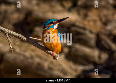 I capretti Comune Femmina Kingfisher (Alcedo atthis) seduto su un pesce persico/filiale al sole del mattino in attesa di calarsi per pesci. Foto Stock