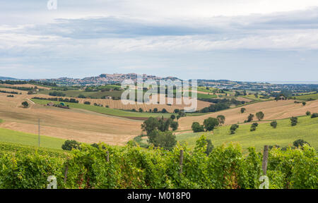 Rurali paesaggio estivo con campi di girasoli, vigneti e campi di ulivi vicino a Porto Recanati nella regione Marche, Italia Foto Stock