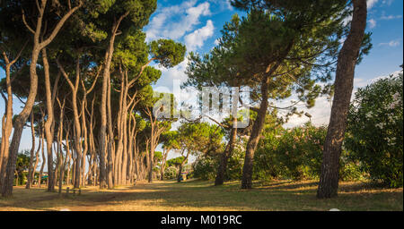 Spiaggia di Pinetodegli Abruzzo Abruzzo, Italia. Pineto degli Abruzzi è anche noto come 'Lido delle Rose' a causa della grande varietà di rose Foto Stock