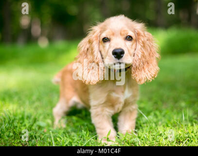 Un giovane inglese Cocker Spaniel puppy in erba Foto Stock