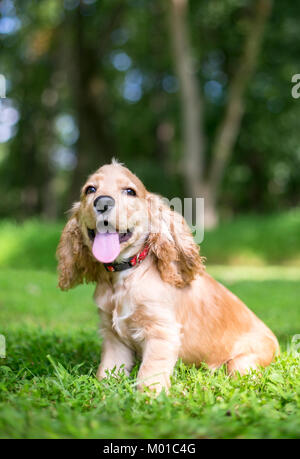 Un giovane inglese Cocker Spaniel puppy in erba Foto Stock