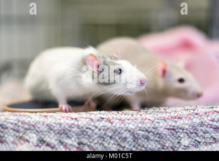 Due ratti di fantasia o addomesticati ratti Foto Stock