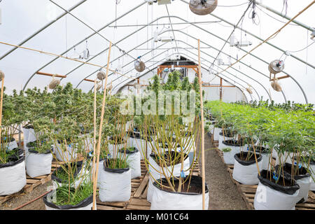 Legal Marijuana crescere Facility in Oregon Foto Stock