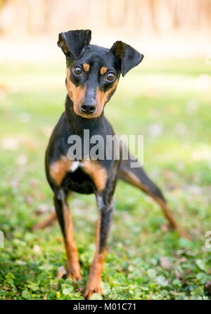 Ritratto di un Manchester Terrier all'aperto Foto Stock