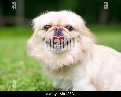 Ritratto di un mix di Pekingese all'aperto in erba Foto Stock