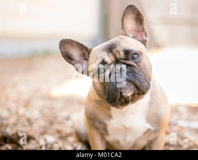 Un simpatico fawn colorato bulldog francese Foto Stock