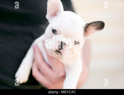 Uomo con un adorabile bulldog francese cucciolo Foto Stock