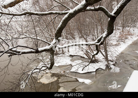 Congelati fiume Susquehanna banche di Harrisburg, PA su nevoso inverno giorno attraverso la coperta di neve rami di alberi. Foto Stock
