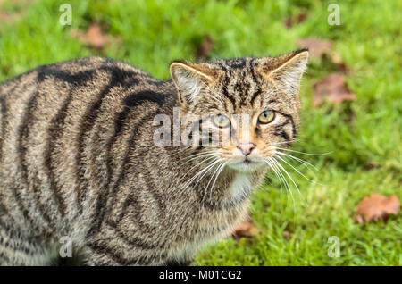 Un scozzese Wildcat Foto Stock