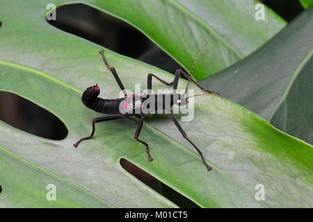 Un oro-eyed stick insetto si siede su una foglia di pianta nei giardini di ottenere i suoi cuscinetti per l'avventura. Foto Stock