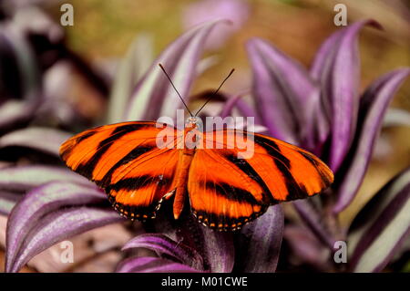 Un grazioso Tiger ala lunga butterfly terre nei giardini per una visita. Foto Stock