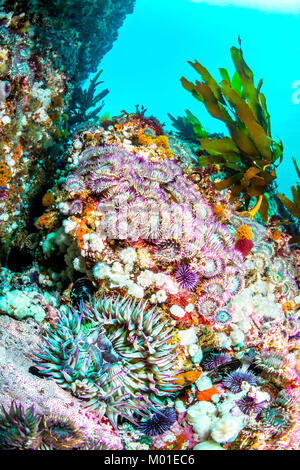 Una aggregazione di verde anemoni di mare con tentacoli viola in un colorato reef nel sud della California Foto Stock