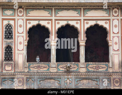 Monkey nella finestra all'antica Galtaji Monkey Temple, Jaipur, India Foto Stock