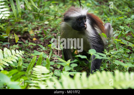 In via di estinzione Zanzibar Red Colobus Monkey (Procolobus kirkii), la foresta di Jozani, isola di Zanzibar, Tanzania Foto Stock