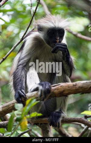 In via di estinzione Zanzibar Red Colobus Monkey (Procolobus kirkii), la foresta di Jozani, isola di Zanzibar, Tanzania Foto Stock