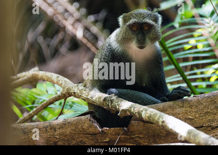 Scimmia grigio, foresta di Jozani National Park, isola di Zanzibar, Tanzania Foto Stock