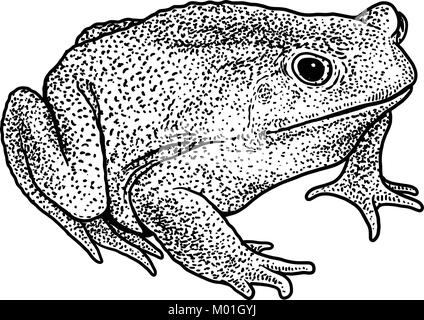 La canna da zucchero toad illustrazione, disegno, incisione, inchiostro, line art, vettore Illustrazione Vettoriale