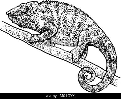 Chameleon illustrazione, disegno, incisione, inchiostro, line art, vettore Illustrazione Vettoriale