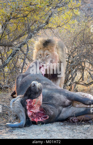 Leone maschio (Panthera Leo) a Cape buffalo (Syncerus caffer caffer) kill, Mountain zebra national park, Sud Africa. Foto Stock