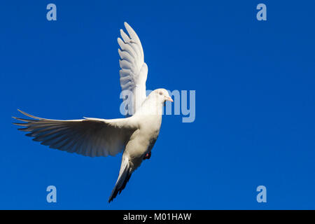 Colomba bianca vola nel cielo blu avente alette aperte Foto Stock