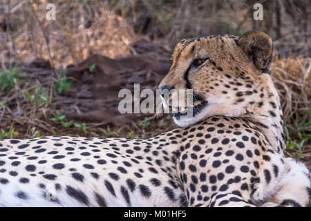 In Madikwe Game Reserve in Sud Africa, un ghepardo si appoggia mentre si guarda intorno. Foto Stock