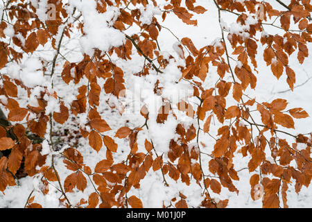 Fagus. Inverno faggio con foglie nella neve in cotswold campagna. Cotswolds, Gloucestershire, Inghilterra Foto Stock