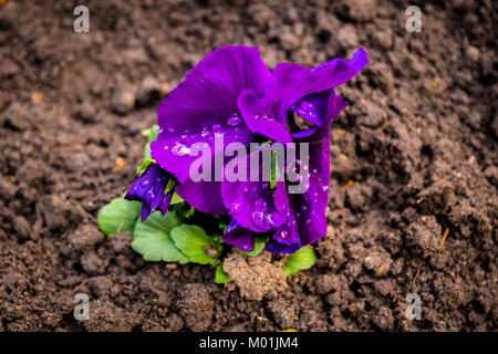 Lonely piccolo fiore violaceo con gocce d'acqua, dopo la pioggia. Viola fiore cresce nel terreno marrone. Foto Stock