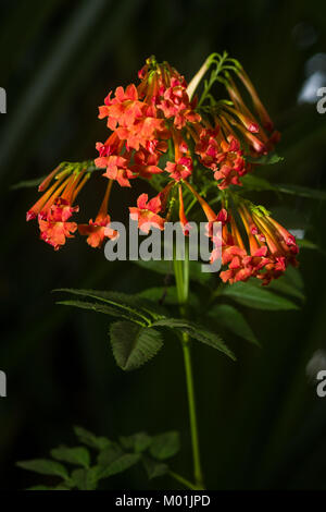 Orange tromba del superriduttore o della tromba di vite (Campsis radicans, Bignonia radicans, Tecoma radicans) mostra fiori e foglie, Kenya, Africa orientale Foto Stock