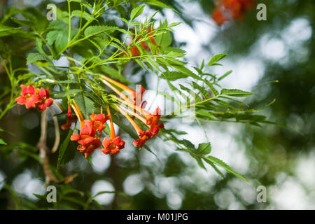 Orange tromba del superriduttore o della tromba di vite (Campsis radicans, Bignonia radicans, Tecoma radicans) mostra fiori e foglie, Kenya, Africa orientale Foto Stock