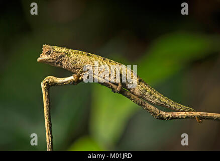 Camaleonte Brookesia superciliaris (Chameleonidae), endemica del Madagascar, Anjozorobe Parco nazionale del Madagascar Foto Stock