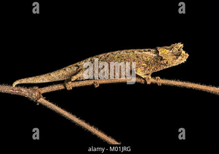 Camaleonte Brookesia superciliaris (Chameleonidae), endemica del Madagascar, Anjozorobe Parco nazionale del Madagascar Foto Stock