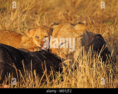 Pimpante LION CUB feed su GNU carcassa guancia dalla guancia con leonessa nella luce dorata Masai Mara Conservancies, maggiore Mara,. Kenya Foto Stock