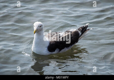 Grande nero-backed gull sull'acqua Foto Stock