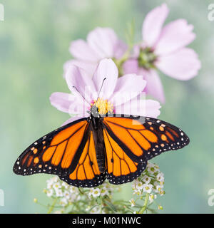 Farfalla monarca Danaus Plexippus con ali stese, tenere su una rosa pallido cosmo fiore con un morbido sfondo verde. - Vista Superiore Foto Stock