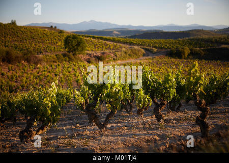 5/6/17 Viñedos cerca de Baños de Ebro, Rioja, España. Foto di James Sturcke | sturcke.org Foto Stock