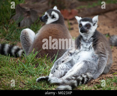 Lemuri dalla coda ad anello (Lemur catta) seduti a terra Foto Stock