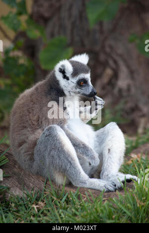 Lemure con coda ad anello (catta di Lemur) seduto a terra nello zoo Foto Stock