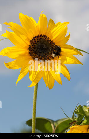 Sonnenblume, Helianthus annuus, Girasole comune Foto Stock