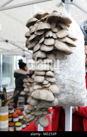 Funghi Oyster. Pleurotus ostreatus. Oyster fungo è un comune di funghi commestibili. La coltivazione di funghi. Foto Stock