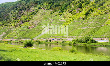 Paesaggio di campagna - strada e i vigneti in collina pendenza lungo il fiume Mosella, a Cochem - Zell regione sul vino della Moselle route nella soleggiata giornata estiva in Germania Foto Stock