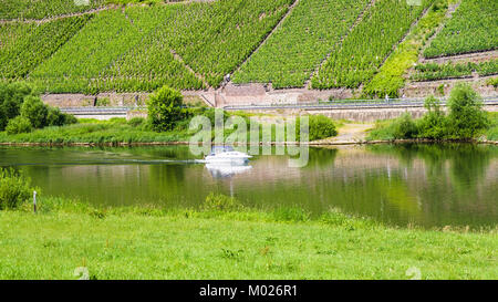 Viaggio in Germania - Fiume Mosella e vigneti a Cochem - Zell regione sul vino della Moselle route nella soleggiata giornata estiva Foto Stock