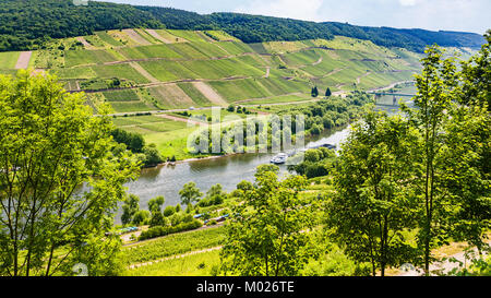 Viaggio in Germania - sopra la vista della valle del fiume Mosella, a Cochem - Zell regione sul vino della Moselle route nella soleggiata giornata estiva Foto Stock