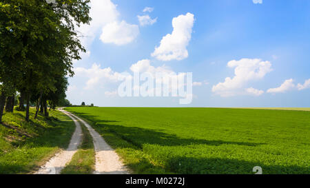 Paesaggio di campagna - verde campo di Lucerna con country road vicino al Village L'Epine Marne nella soleggiata giornata estiva nella regione di Champagne di Francia Foto Stock